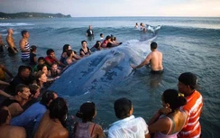 Giải cứu cá voi 36 tấn bị mắc kẹt