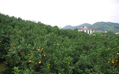 Một huyện có hơn 5.000 triệu phú