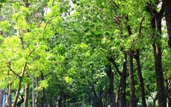 Nguyên nhân cây xanh đổ hàng loạt