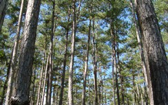 Cho phép Lâm Đồng chuyển mục đích sử dụng 5.151 m2 đất rừng