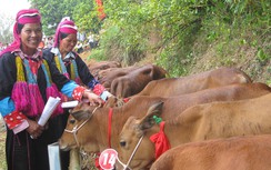 Tạm dừng trao bò giống tại các vùng có dịch lở mồm long móng