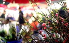 Người Hà Nội nhen nhóm thú chơi đào dăm sớm