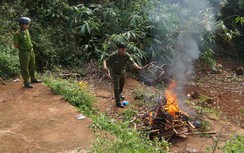 Tiêu huỷ hàng trăm con rắn bị thả tràn ra QL 1