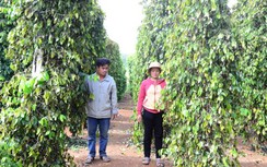 Nông dân trắng tay khi hàng trăm gốc tiêu bị kẻ gian chặt gốc
