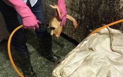Bắt quả tang chủ kinh doanh bơm nước vào thịt gà, đóng dấu giả