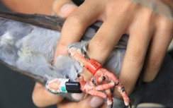 Bình Định liên tiếp phát hiện bồ câu mang ký tự lạ