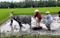 Dạy Tây làm nông dân, kiếm nghìn đô