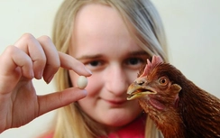 Trứng gà nhỏ nhất thế giới lộ diện