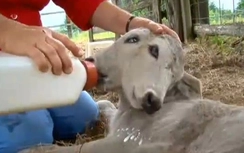 Kỳ lạ bê hai đầu ở Mỹ