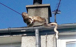 Ly kỳ trăn khổng lồ... đu dây điện để thoát thân