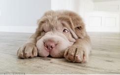 Ngắm cô cún hot nhất trên mạng với 100 ngàn người theo dõi