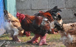 Gà Đông Tảo “nghìn đô” được chủ chải lông, rửa chân