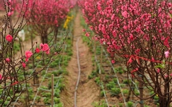 Đào Nhật Tân nở bung, nông dân méo mặt