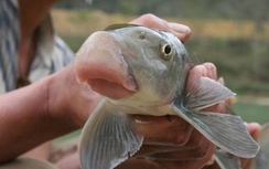 Sản vật tiến vua đắt hàng ngày Tết