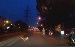 Chì vì con chó chạy ngang đường...