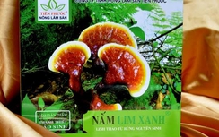 Nấm lim xanh hỗ trợ điều trị bệnh ung thư gan