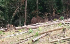 Bán đấu giá gỗ tang vật: Làm rõ trách nhiệm nhiều cán bộ