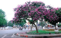 Bằng lăng chữa tiểu đường, gout