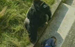 Người được khỉ đột cứu sống ủng hộ sở thú Mỹ