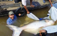 "Quái thú" sông Mekong được bảo vệ thế nào?