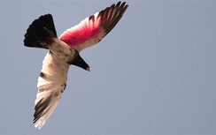 Ấn Độ bắt "gián điệp" bồ câu mang thư đe dọa Thủ tướng Modi