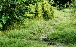 Vĩnh Long: Con hiếp dâm trẻ em, cha mang tiền đi chạy án