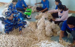 Vì sao đặc sản tỏi Lý Sơn rớt giá thê thảm?