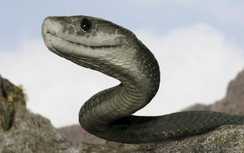 Thực hư thông tin rắn khổng lồ ăn thịt trẻ con ở Indonesia