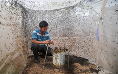 Những lão nông chăn nuôi "độc - lạ" thu tiền "khủng" mỗi tháng