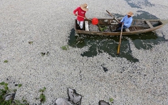 Điểm lại những vụ cá chết hàng loạt trên thế giới