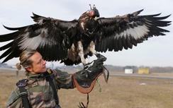 Ngoạn mục cảnh đại bàng "bắt sống" máy bay không người lái