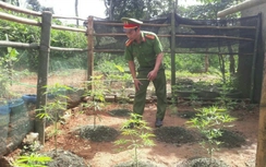 Phát hiện một người dân ở Quảng Trị trồng cần sa trong vườn nhà