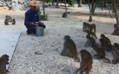 Gần 30 năm sống chung với 1.300 con khỉ