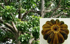 Tất cả học sinh ngộ độc vì ăn hạt ngô đồng đã xuất viện