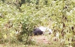 Bé gái tá hỏa phát hiện thi thể nam giới khi đi chăn trâu