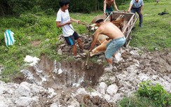 Bi hài hai hộ tranh nhau con bò chết, xã đem đi tiêu hủy