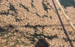 Bí ẩn vụ 30 vạn con tôm chết trong đêm cạnh lọ thuốc sâu