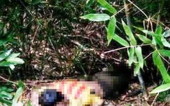 Không được học lái xe, nam thanh niên ăn lá ngón tự tử