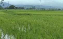 Bẫy chim ngoài đồng, nam thanh niên bị sét đánh tử vong