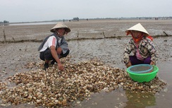 Người nuôi ngao Hà Tĩnh lao đao vì... ngao chết hàng loạt