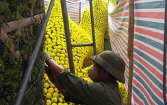 Tin đồn rồng "lạ" ở Hải Phòng trị giá 60 tỷ là bịa đặt