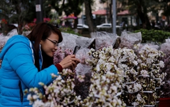 Hoa anh đào Nhật Bản đi máy bay về Hải Phòng