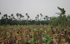 Hải Phòng: Côn đồ tàn phá vườn chuối hàng nghìn cây trong đêm