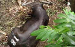 Công an bắn chết trâu chọi húc chết chủ ở Đồ Sơn