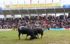Lễ hội chọi trâu Đồ Sơn: Nhiều chuyện lạ chưa thể lý giải