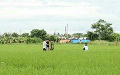 Một phụ nữ tử vong bất thường dưới ruộng lúa
