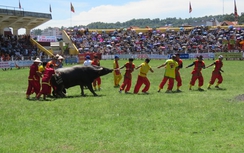 Sự cố hy hữu tại lễ hội chọi trâu Đồ Sơn