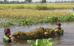 Thái Bình: Chiến sĩ công an ngâm mình dưới ruộng gặt lúa giúp dân