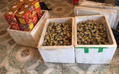 Hải Dương: Bắt vụ vận chuyển pháo nổ lớn nhất từ trước tới nay