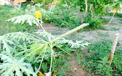 Bị kẻ gian phá tan gần 400 cây ăn quả giữa Tết